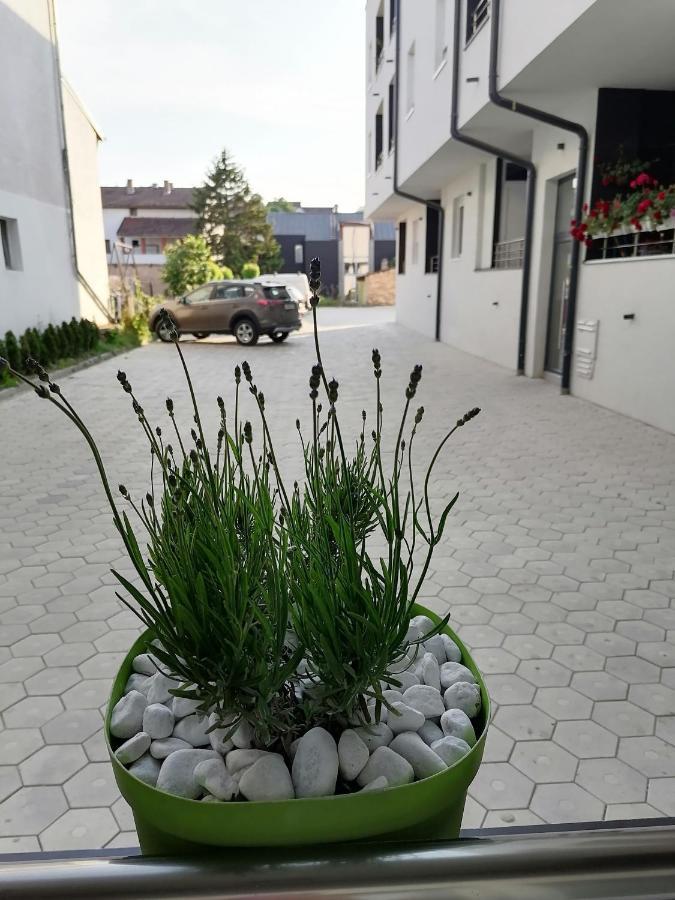 Apartman Stimac Petrovaradin Exterior foto